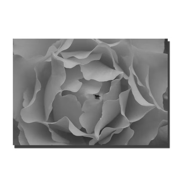 Kurt Shaffer 'Hypnotic Rose in Black and White' Canvas Art, 18x24, Trademark Fine Art, Mfr#: KS009-C1824GG